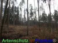 Bild zum Eintrag (1038859-177)