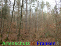 Bild zum Eintrag (1038861-177)