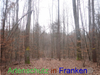 Bild zum Eintrag (1040933-177)