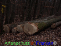 Bild zum Eintrag (1040941-177)