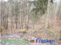 Bild zum Eintrag (1041087-177)