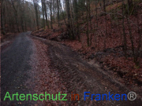 Bild zum Eintrag (1041096-177)