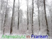 Bild zum Eintrag (1041298-177)