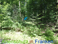 Bild zum Eintrag (1052134-177)