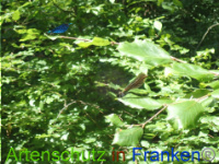 Bild zum Eintrag (1052158-177)