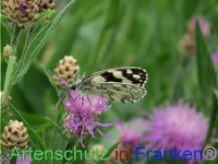 Bild zum Eintrag (1088674-177)