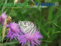 Bild zum Eintrag (1088684-177)