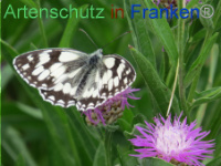 Bild zum Eintrag (1088693-177)