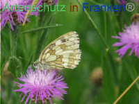 Bild zum Eintrag (1088705-177)