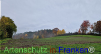 Bild zum Eintrag (1128712-177)
