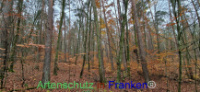 Bild zum Eintrag (1129004-177)
