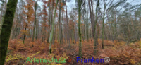 Bild zum Eintrag (1129006-177)
