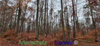 Bild zum Eintrag (1129007-177)
