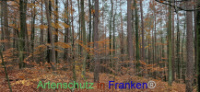 Bild zum Eintrag (1129011-177)