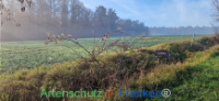 Bild zum Eintrag (1129264-177)