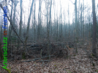 Bild zum Eintrag (1132210-177)