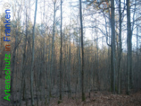 Bild zum Eintrag (1132211-177)