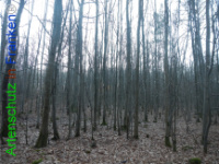 Bild zum Eintrag (1132212-177)