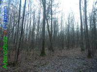 Bild zum Eintrag (1132216-177)