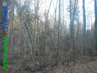 Bild zum Eintrag (1132218-177)