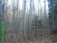 Bild zum Eintrag (1132224-177)