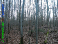 Bild zum Eintrag (1132226-177)