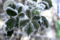 Bild zum Eintrag (1132346-177)