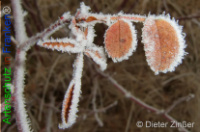 Bild zum Eintrag (1132347-177)