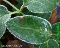 Bild zum Eintrag (1132348-177)