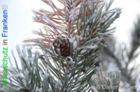 Bild zum Eintrag (1132349-177)