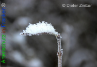 Bild zum Eintrag (1132350-177)