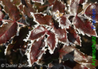 Bild zum Eintrag (1132351-177)