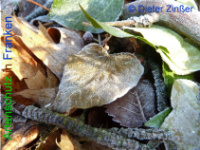 Bild zum Eintrag (1132352-177)