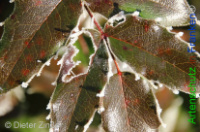 Bild zum Eintrag (1132353-177)