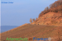 Bild zum Eintrag (1132522-177)
