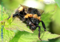 Bild zum Eintrag (1132707-177)