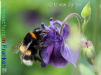 Bild zum Eintrag (1132709-177)