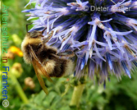 Bild zum Eintrag (1132710-177)