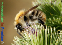 Bild zum Eintrag (1132713-177)