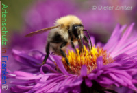 Bild zum Eintrag (1132714-177)