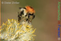 Bild zum Eintrag (1132715-177)