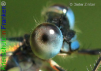 Bild zum Eintrag (1133195-177)