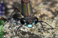 Bild zum Eintrag (1133197-177)