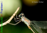 Bild zum Eintrag (1133200-177)