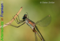 Bild zum Eintrag (1133201-177)