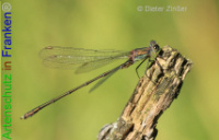 Bild zum Eintrag (1133202-177)