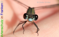 Bild zum Eintrag (1133203-177)