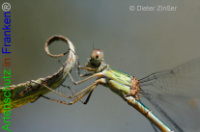 Bild zum Eintrag (1133204-177)