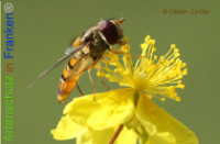 Bild zum Eintrag (1133686-177)