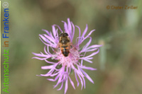 Bild zum Eintrag (1133688-177)